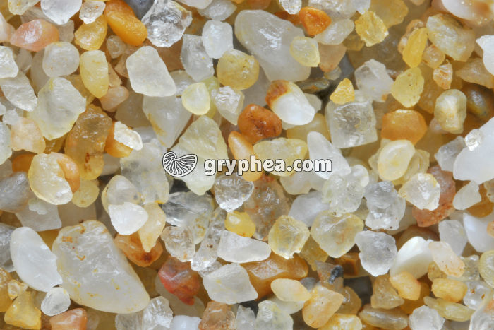 Sable quartzeux - Plage de Bretignolles (Vendée) x3 - gryphea.org